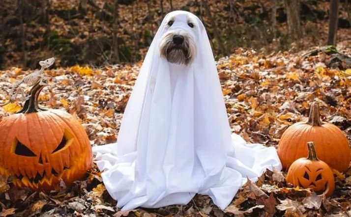 Chequeo Festivo - Image 4