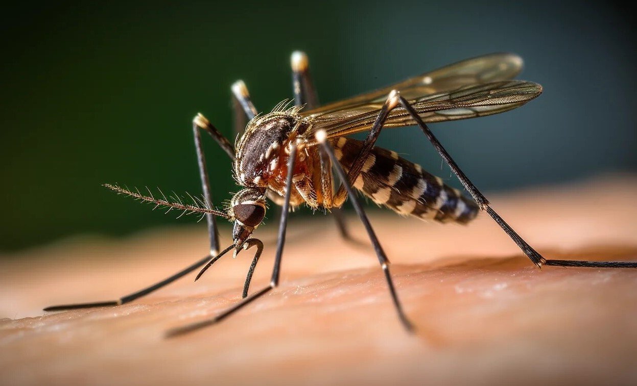 Vacunación Fiebre Amarilla - Image 2